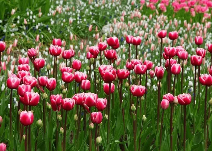 Vakantiepark Rekerlanden 97